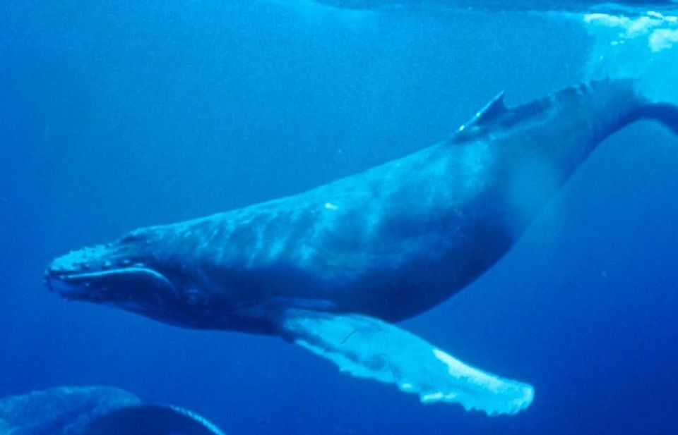 Humpback Whale in West Maui Scenic Drive