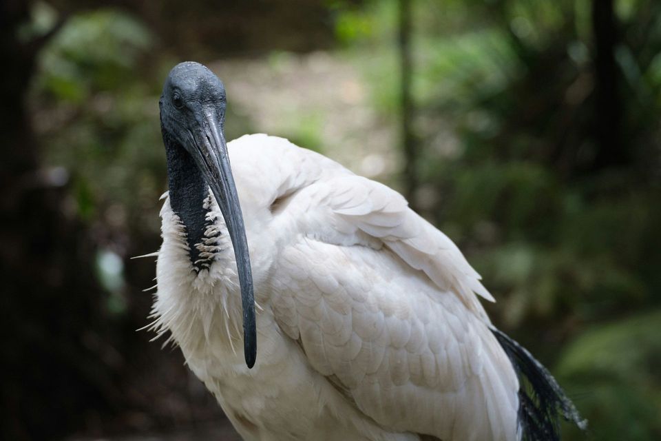Ibis in Overseas Highway
