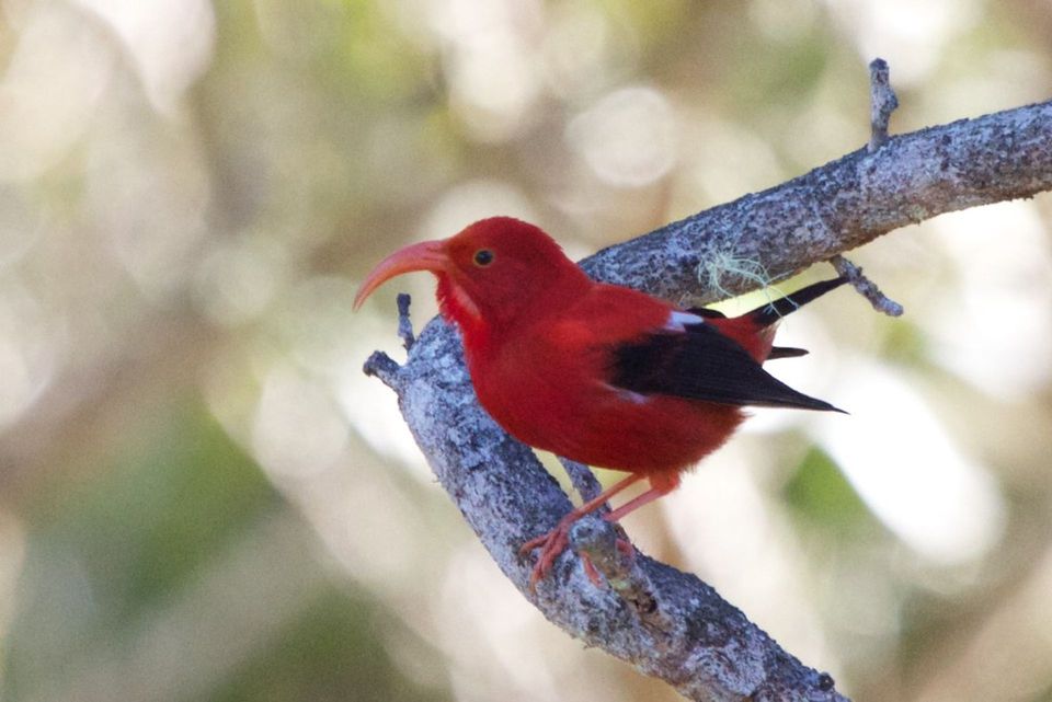 ʻIʻiwi in Haleakalā National Park