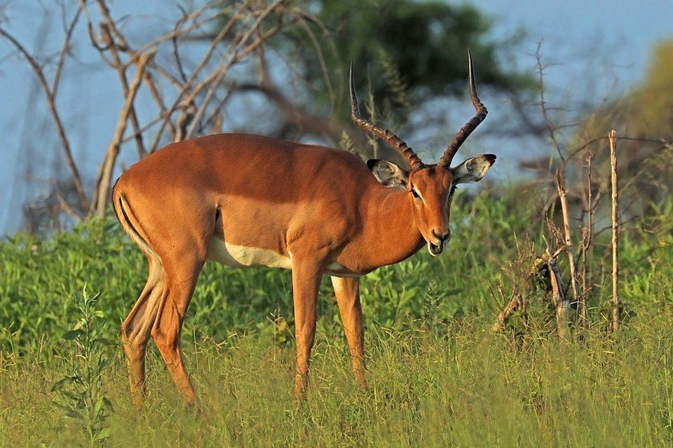 Impala in Kruger National Park