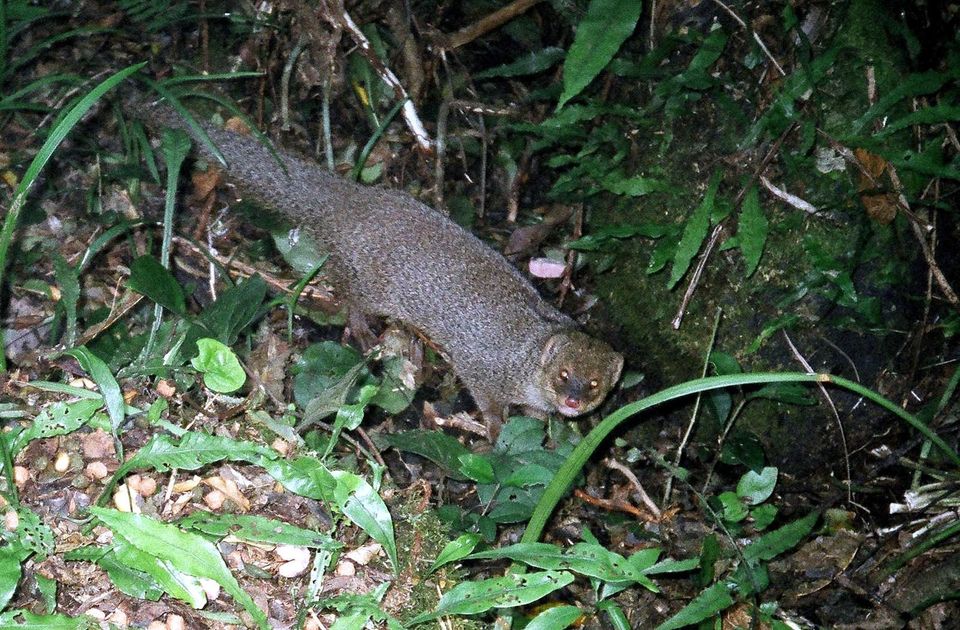 Indian Mongoose in Virgin Islands National Park