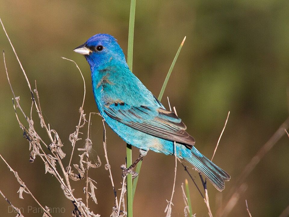 Indigo Bunting in Gateway Arch National Park