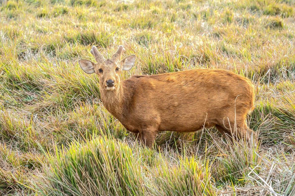 Indochinese Hog Deer