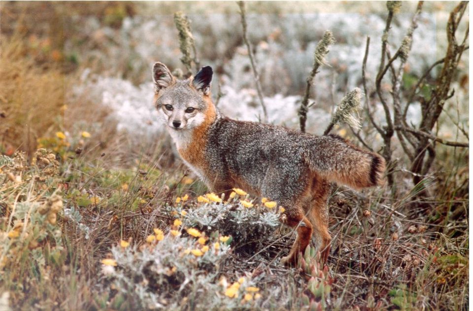 Island Fox in Channel Islands National Park