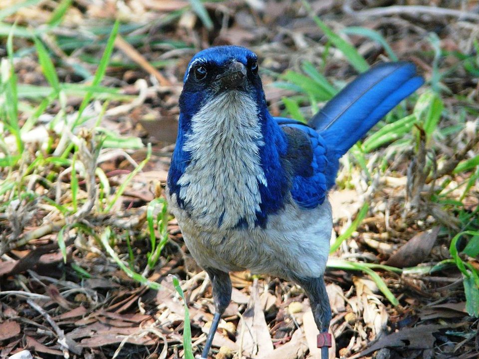 Island Scrub-Jay in Channel Islands National Park