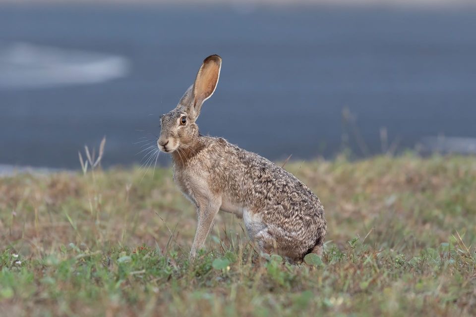 Jackrabbit in Joshua Tree National Park