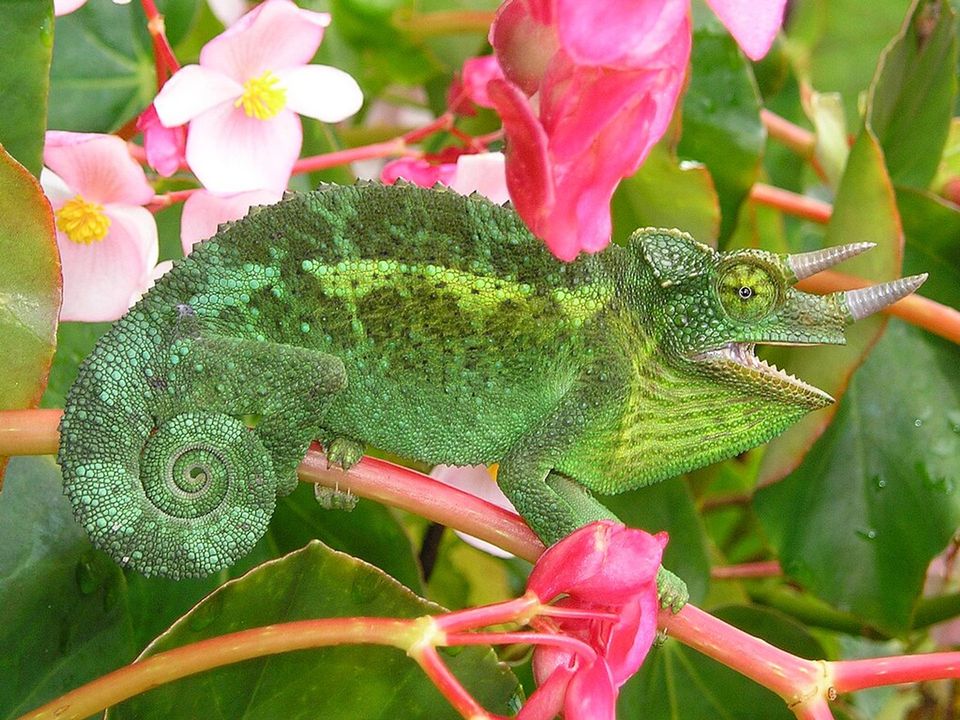 Jackson's Chameleon wildlife guide for Hawaiʻi Volcanoes National Park