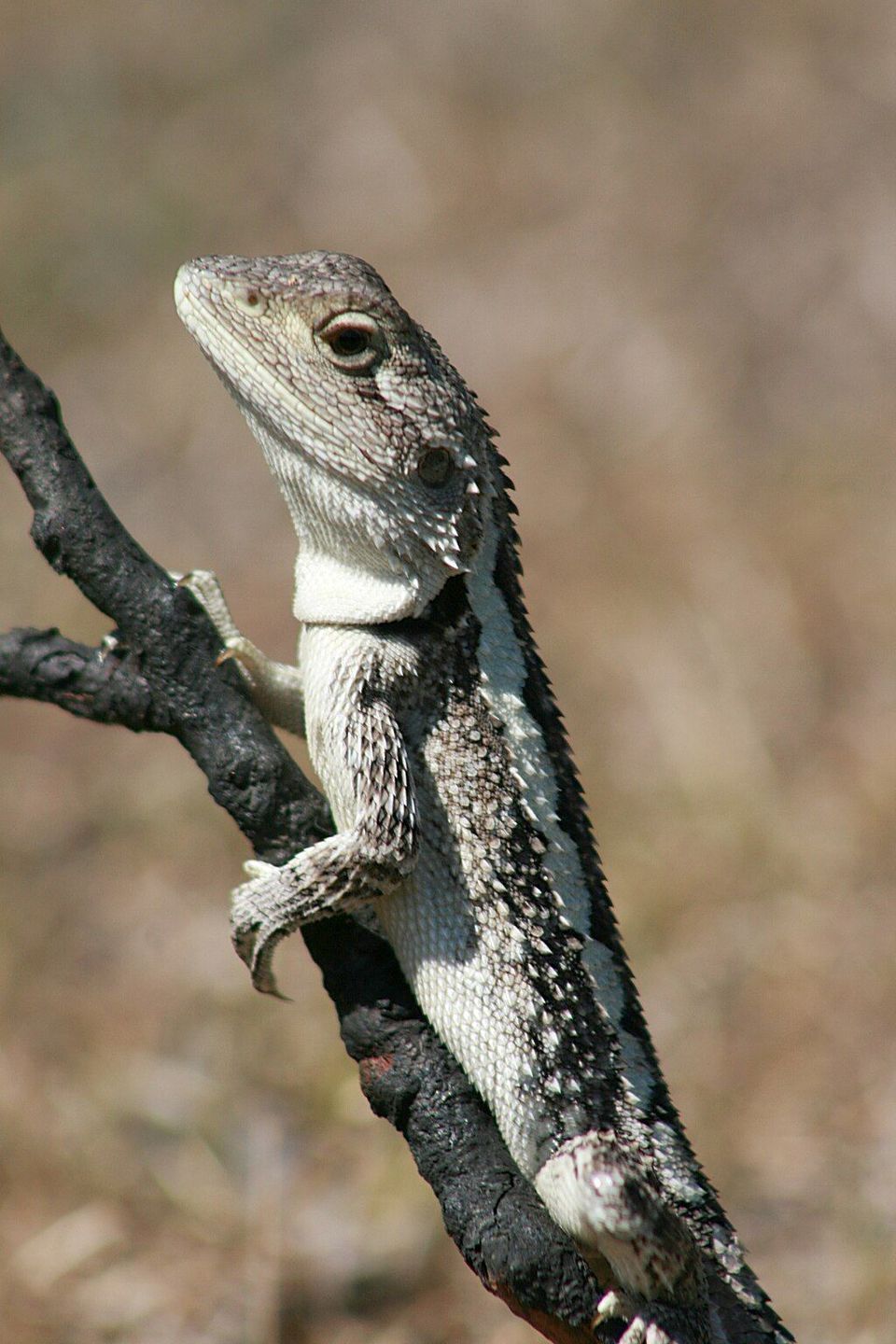 Jacky Dragon in Booderee National Park