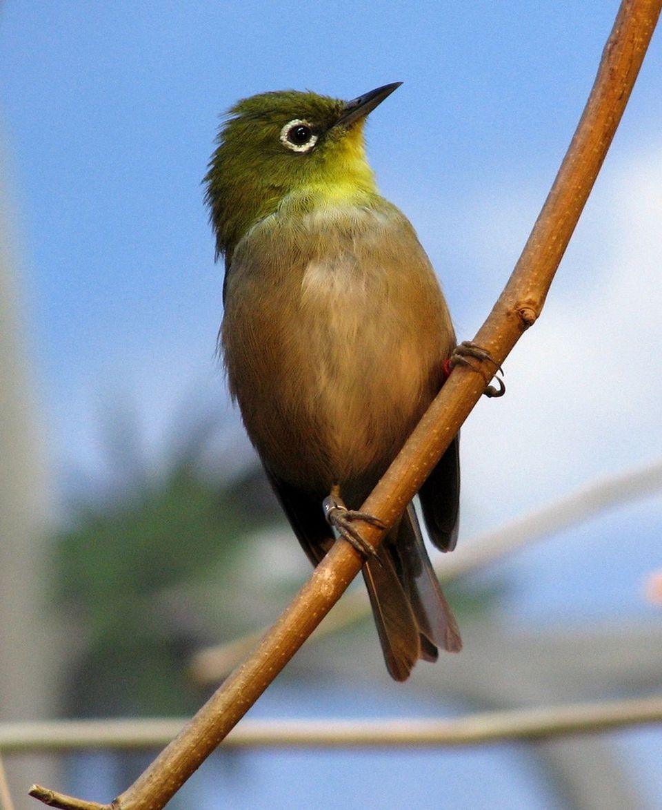Japanese White-eye wildlife guide for Hawaiʻi Volcanoes National Park