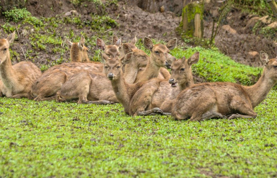 Javan Rusa wildlife guide for Royal National Park