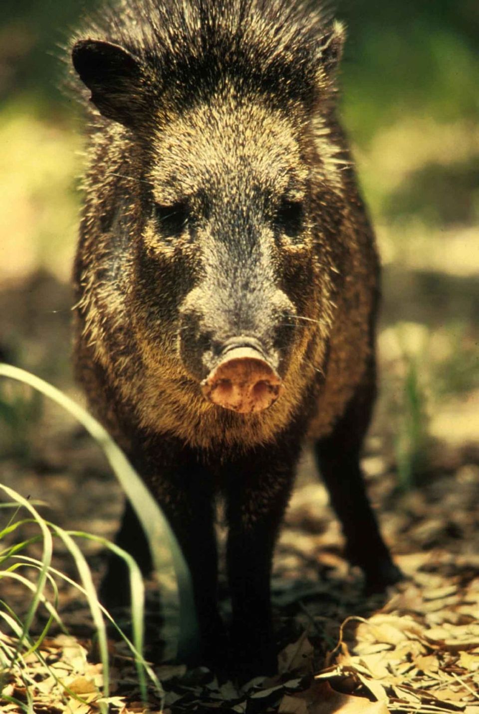 Javelina in Grand Canyon National Park