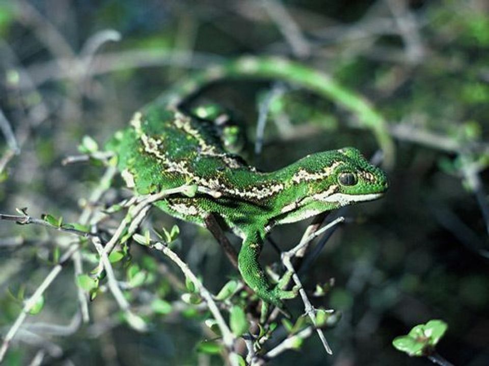 Jewelled Gecko in Aoraki / Mount Cook National Park