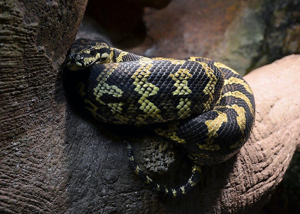 Jungle Carpet Python in Daintree National Park