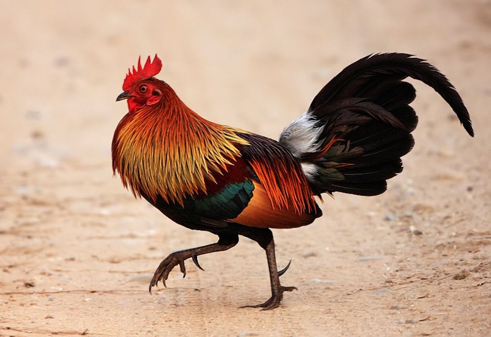 Junglefowl in Road to Hana