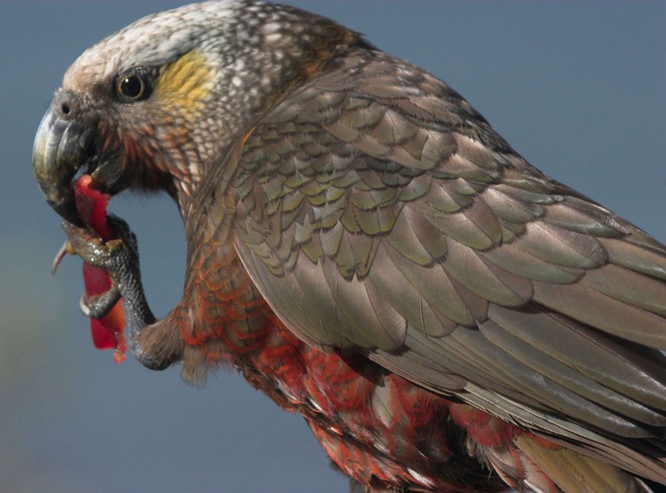 Kākā in Arthur's Pass National Park