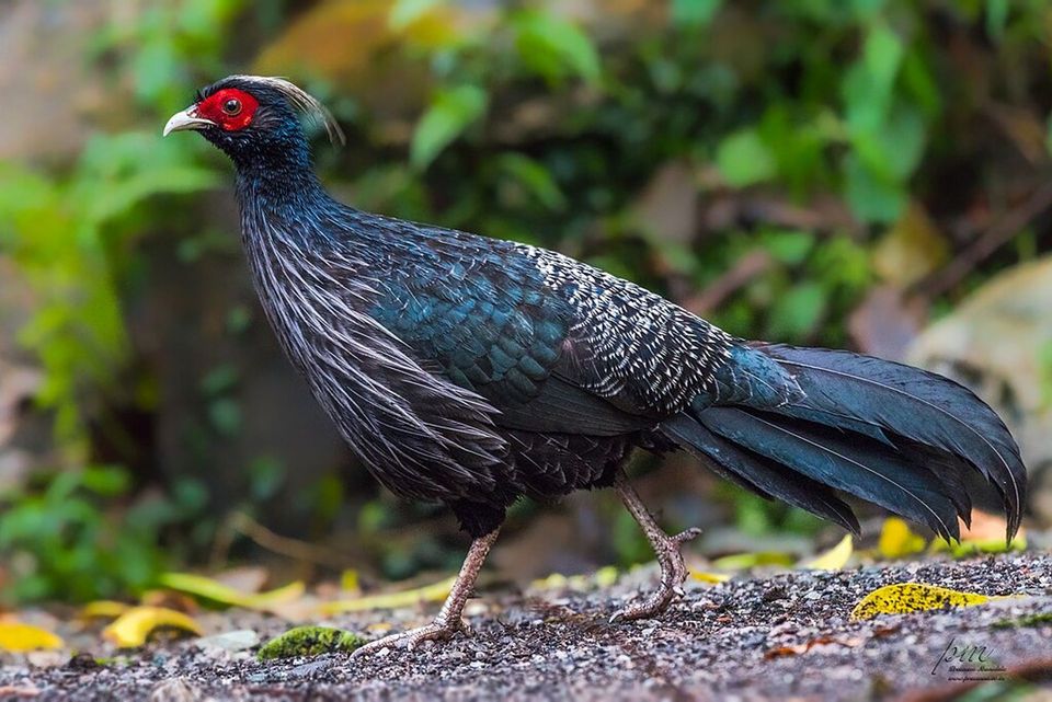Kalij Pheasant wildlife guide for Hawaiʻi Volcanoes National Park