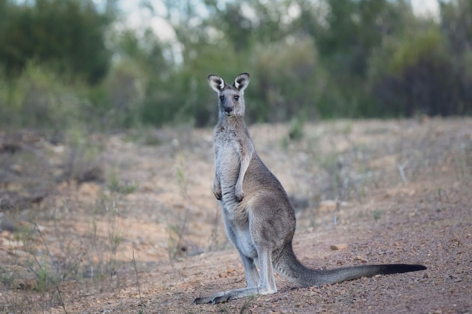 Kangaroo in Great Ocean Road