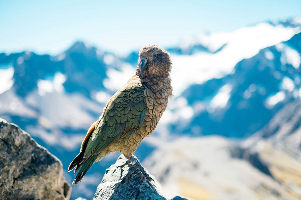 Kea in Abel Tasman National Park