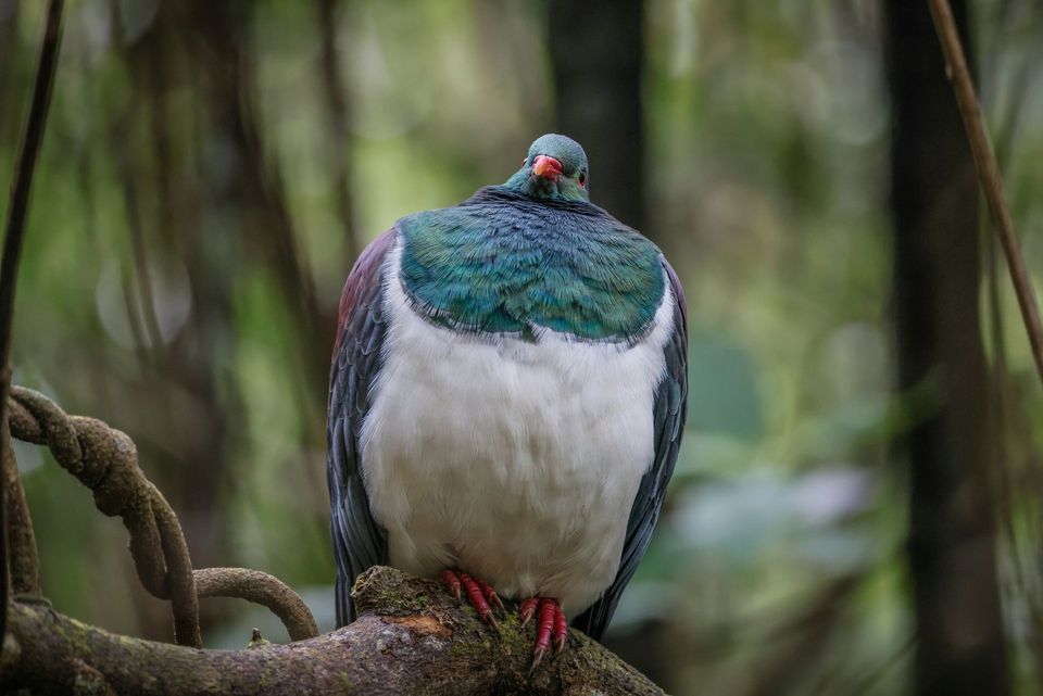 Kererū in Nelson Lakes National Park