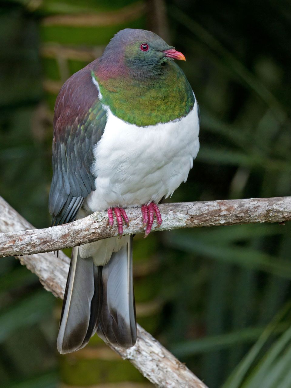 Kererū (New Zealand Pigeon) in Abel Tasman National Park