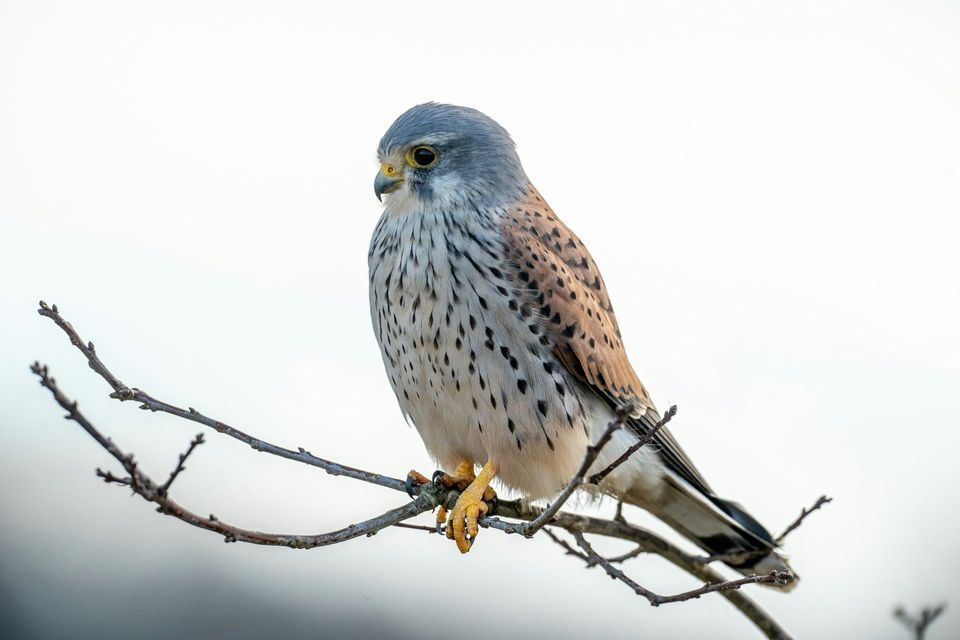 Kestrel in Sequoia National Park