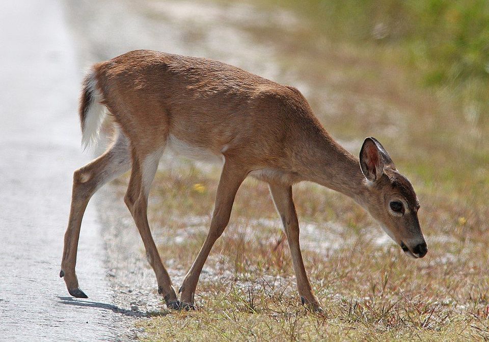 Key Deer in Overseas Highway