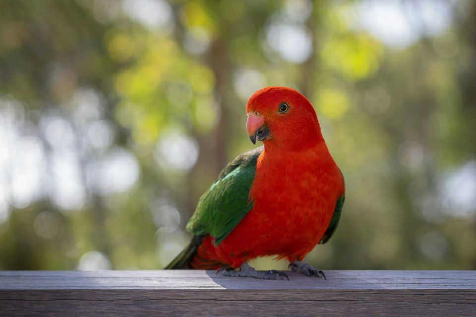 King Parrot wildlife guide for Great Ocean Road