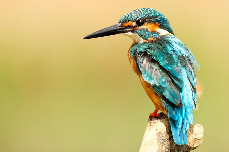 Kingfisher in Cuyahoga Valley National Park