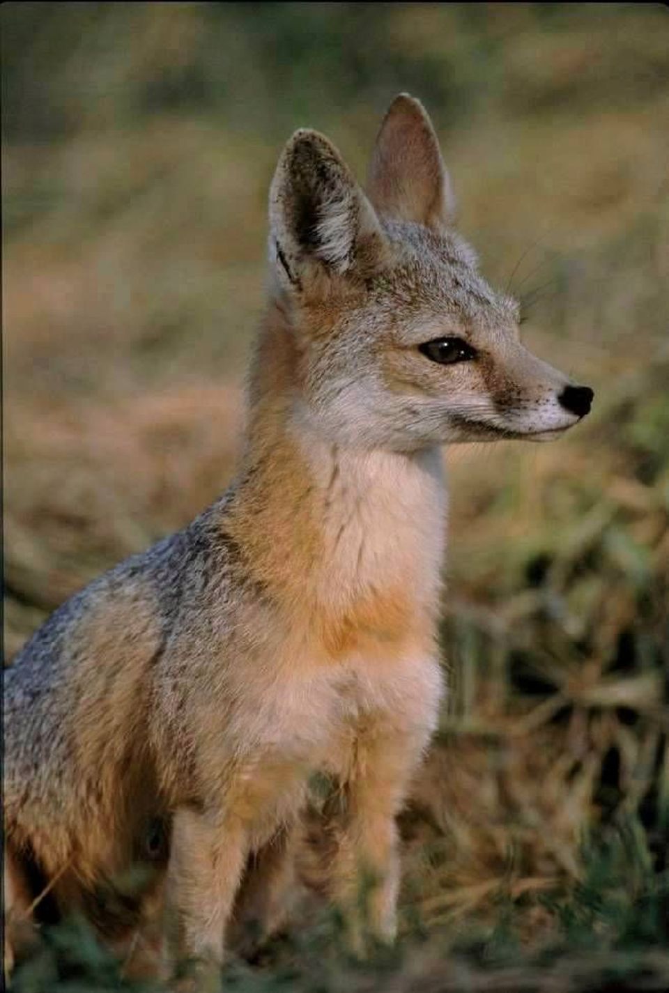 Kit Fox wildlife guide for Death Valley National Park