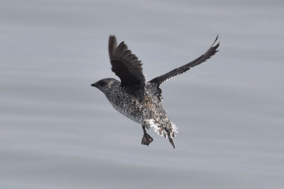 Kittlitz's Murrelet in Glacier Bay National Park