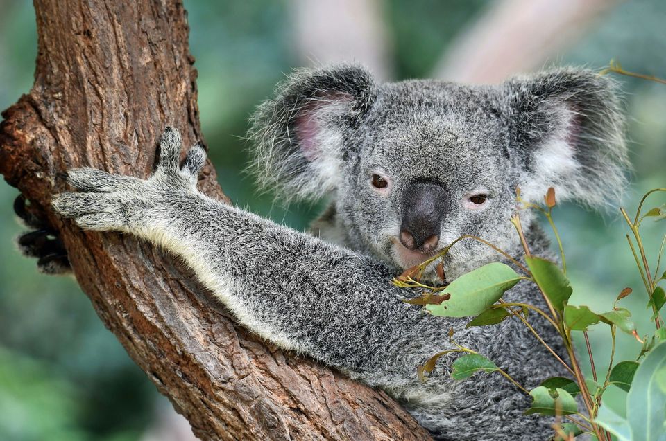 Koala in Royal National Park