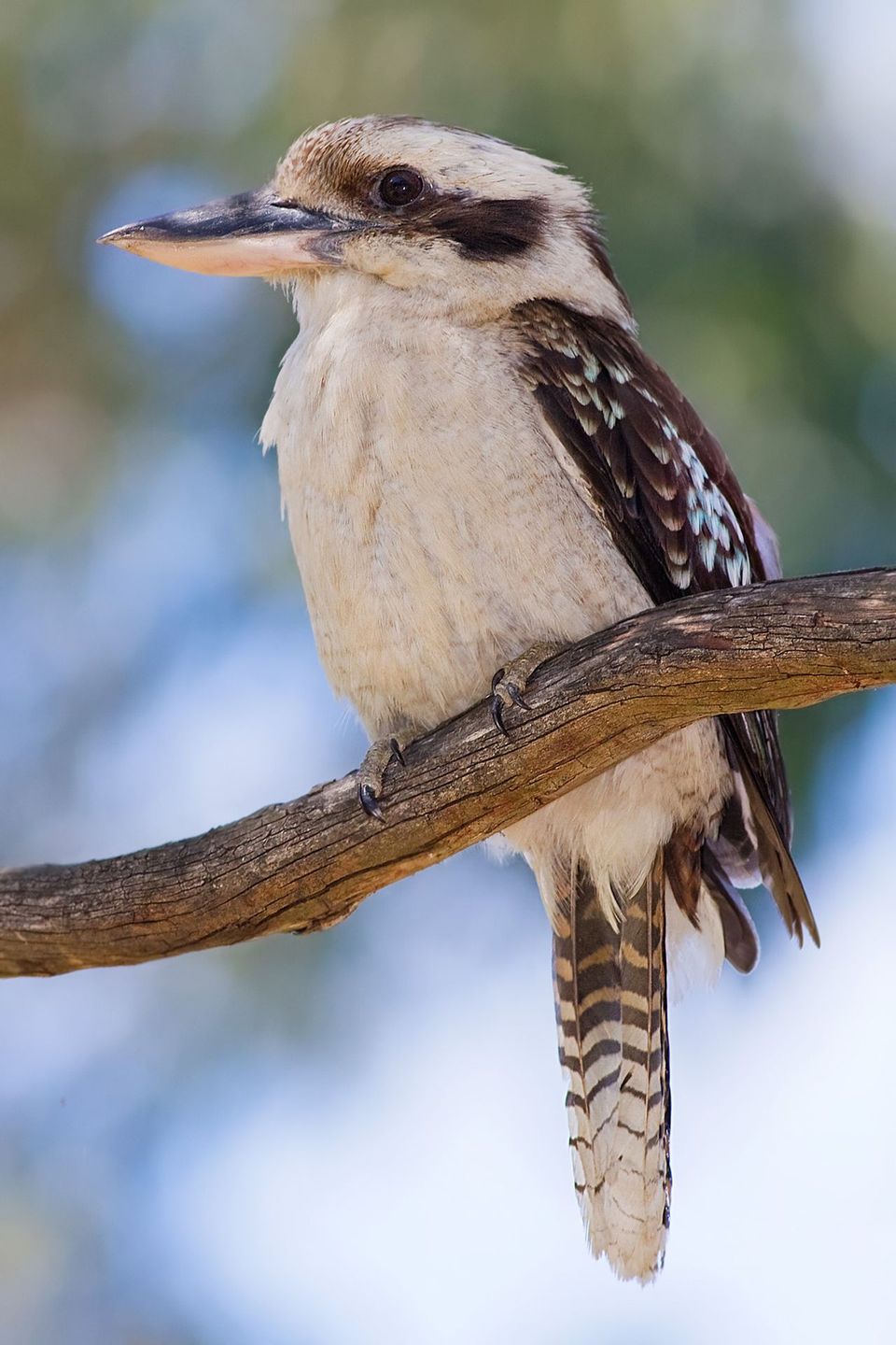 Kookaburra in Blue Mountains National Park