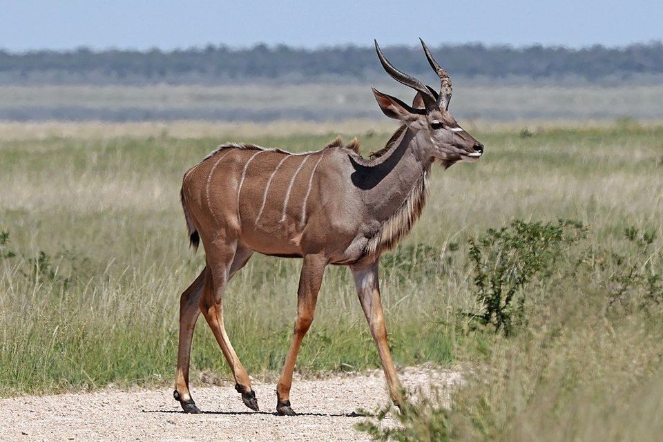 Kudu in Kruger National Park