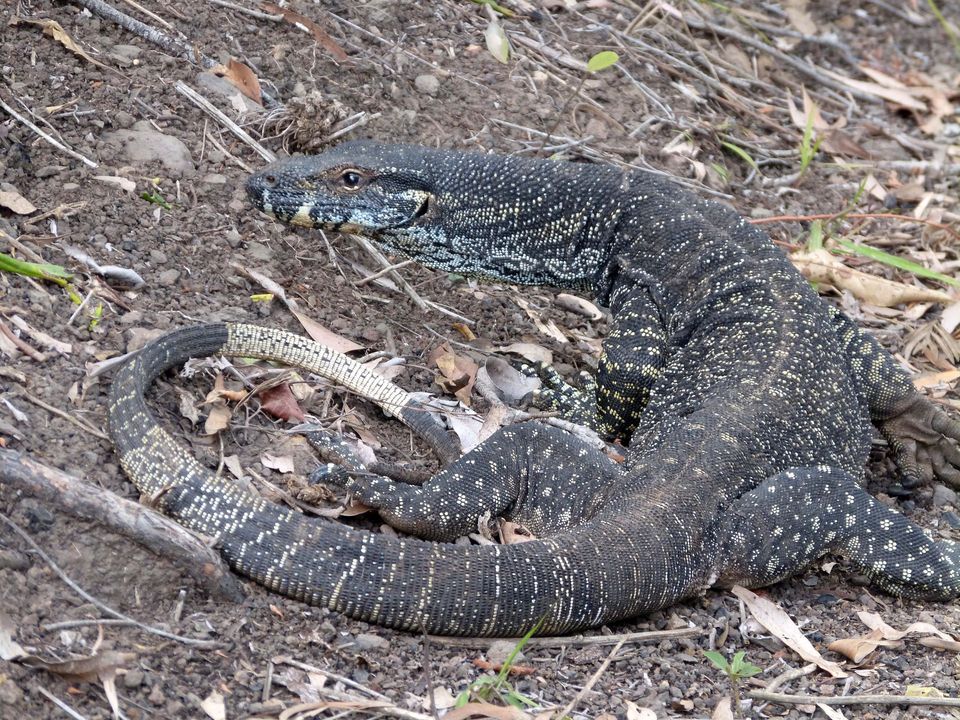 Lace Monitor in Daintree National Park