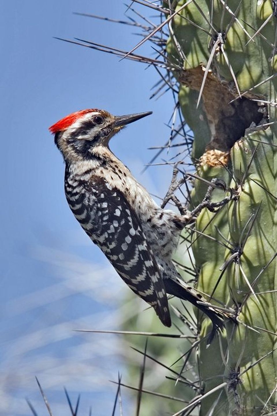 Ladder-backed Woodpecker in Red Rock State Park