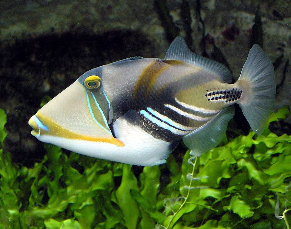 Lagoon Triggerfish wildlife guide for West Maui Scenic Drive