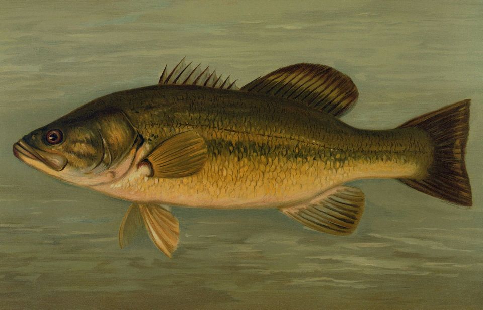 Largemouth Bass in Lake George NY