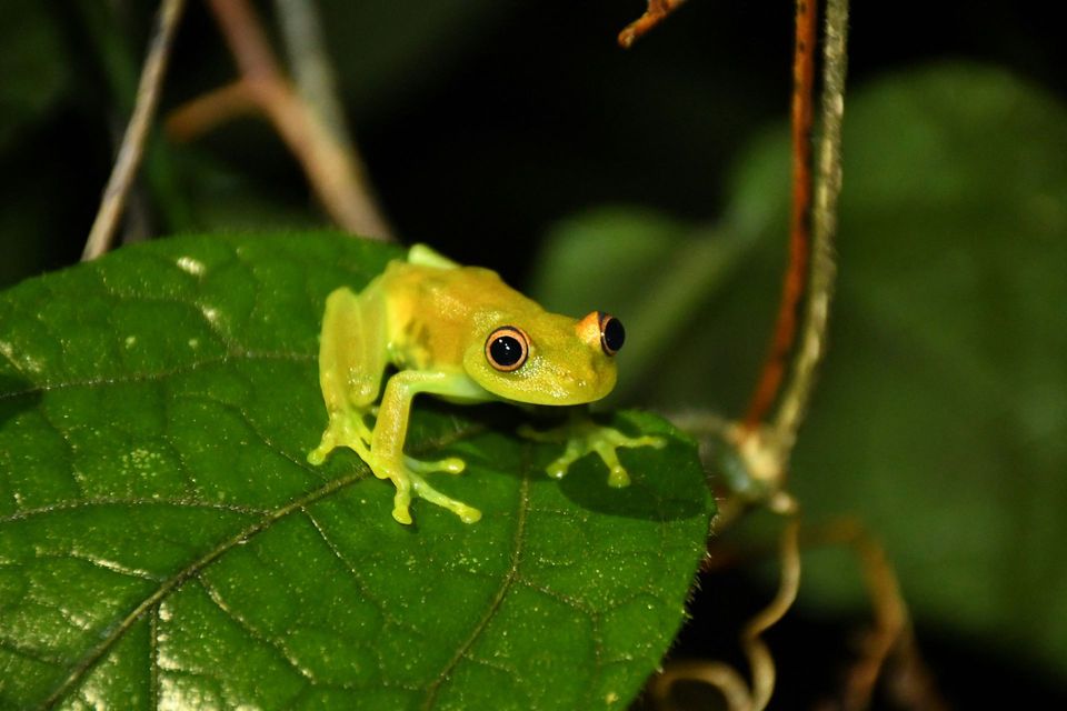 Leaf Green Tree Frog wildlife guide for Royal National Park