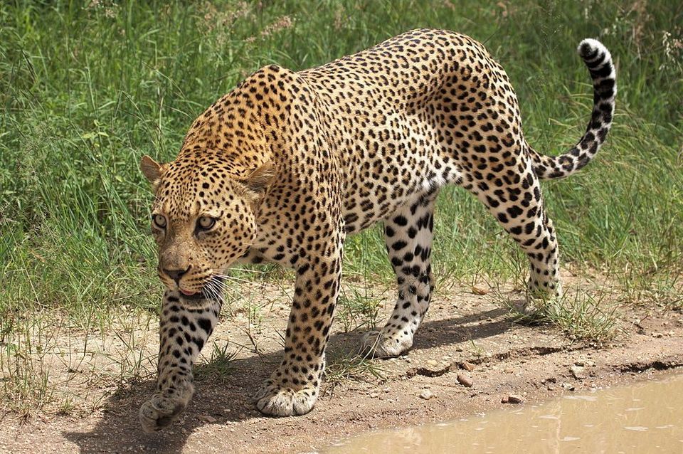 Leopard in Kruger National Park