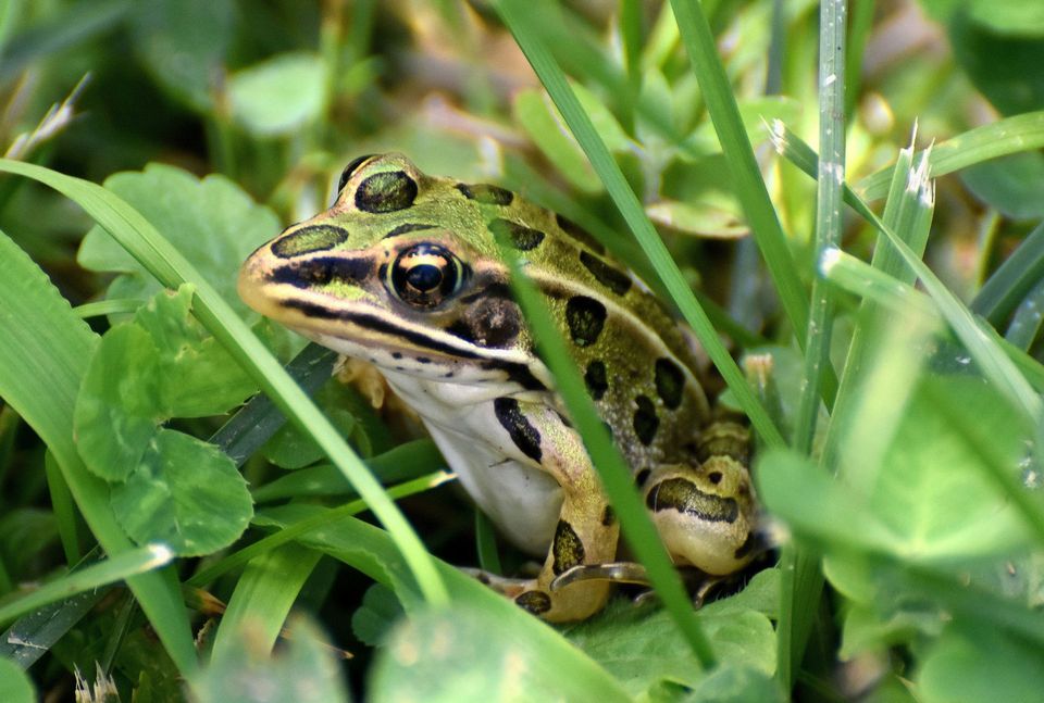 Leopard Frog in Voyageurs National Park
