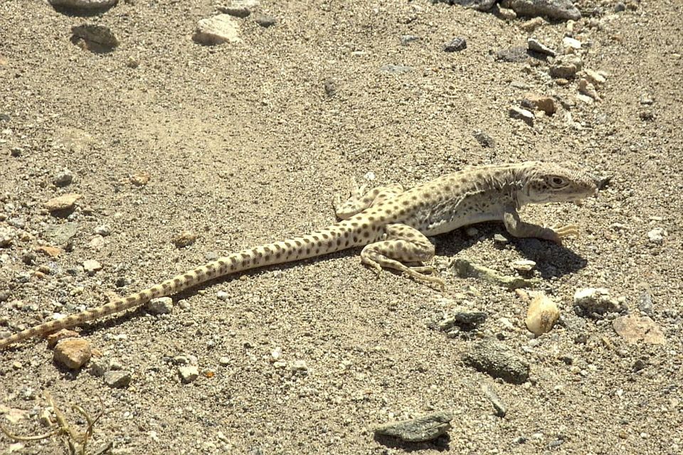 Leopard Lizard wildlife guide for Arches National Park