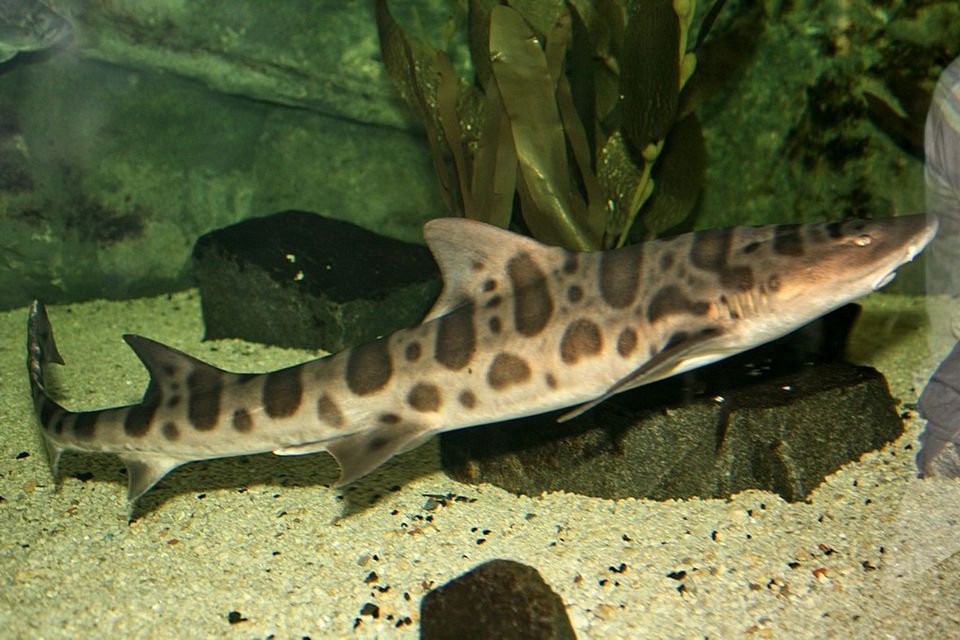 Leopard Shark wildlife guide for Channel Islands National Park