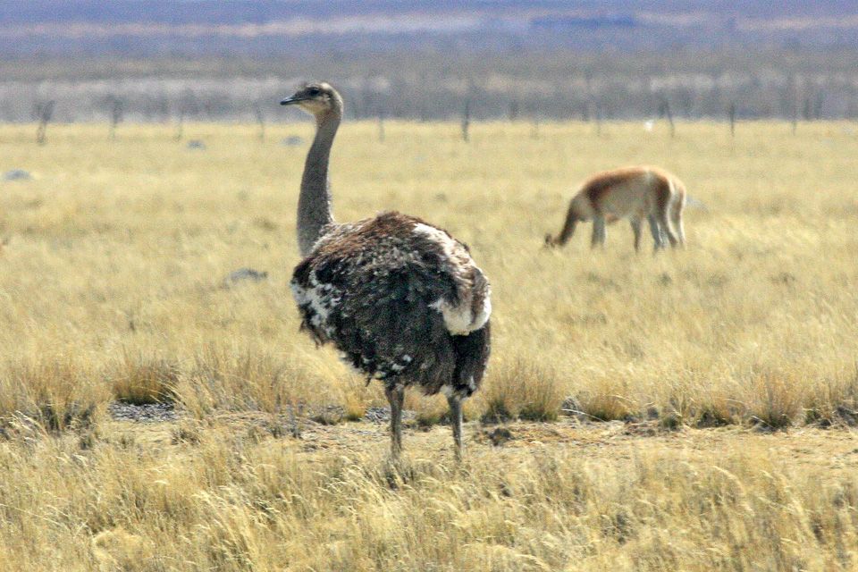 Lesser Rhea in Torres del Paine National Park