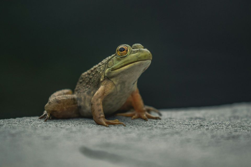 Lesueur's Stony-creek Frog wildlife guide for Royal National Park