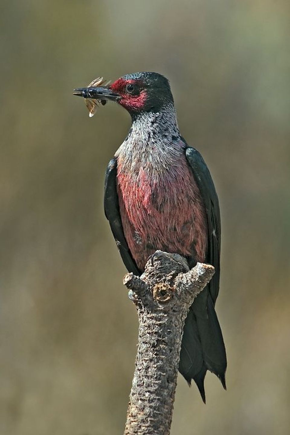 Lewis's Woodpecker wildlife guide for Guadalupe Mountains National Park
