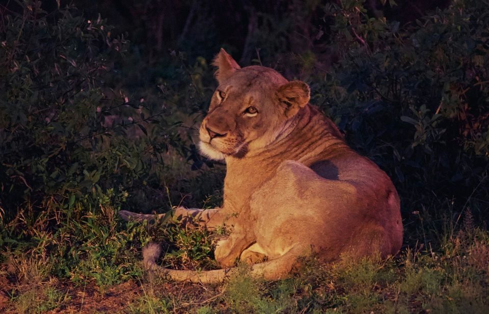 Lion in Kruger National Park