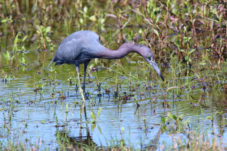 Little Blue Heron in Virgin Islands National Park