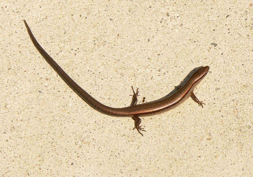 Little Brown Skink wildlife guide for Hot Springs National Park