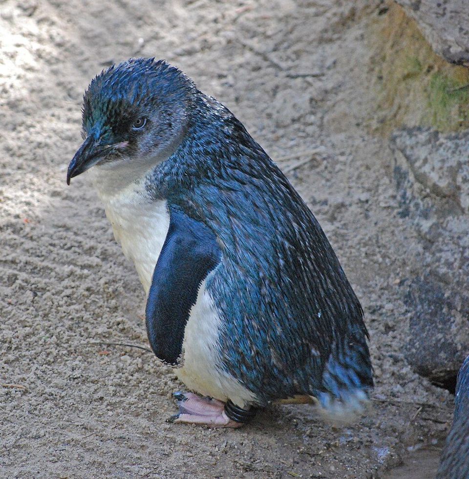 Little Penguin in Great Ocean Road