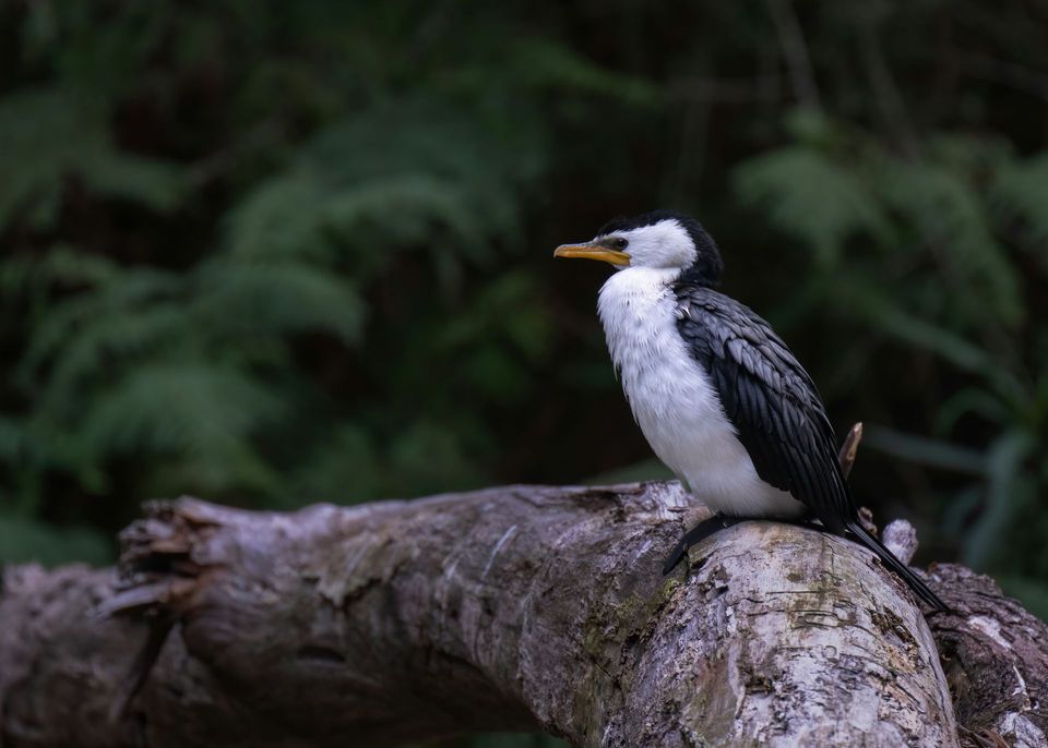 Little Pied Cormorant in Nelson Lakes National Park